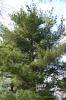 Pinus strobus